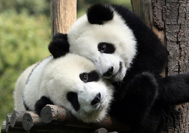 panda (fonte: Todorov.petar.p) © Ansa