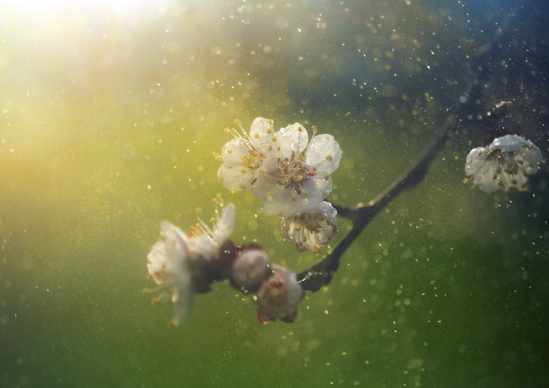 Dai viaggi all'igiene, 6 consigli per gestire le allergie da polline © Ansa