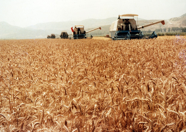 Agricoltura: Italia, a rischio 550 mln di aiuti Ue © ANSA 