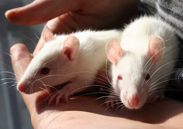 La dipendenza dalla droga si può ereditare, lo provano i ratti (Fonte: Maggie Bartlett, NHGRI) © Ansa