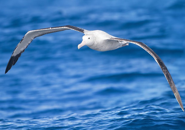 Un albatro © Ansa