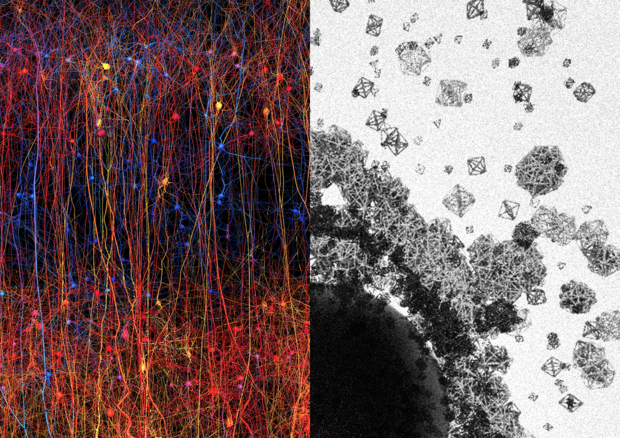 Sulla sinistra la struttura della corteccia cerebrale; a destra la rappresentazione grafica delle strutture a più dimensioni nelle quali si organizzano le reti di neuroni (fonte: Blue Brain Project) © Ansa