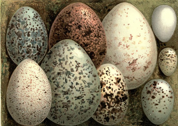 La forma delle uova dipende dal modo in cui gli uccelli volano (fonte: Swaysland, W.) © Ansa