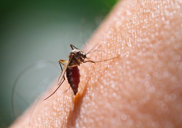 Zanzare modificate come vettori contro la malaria © Ansa