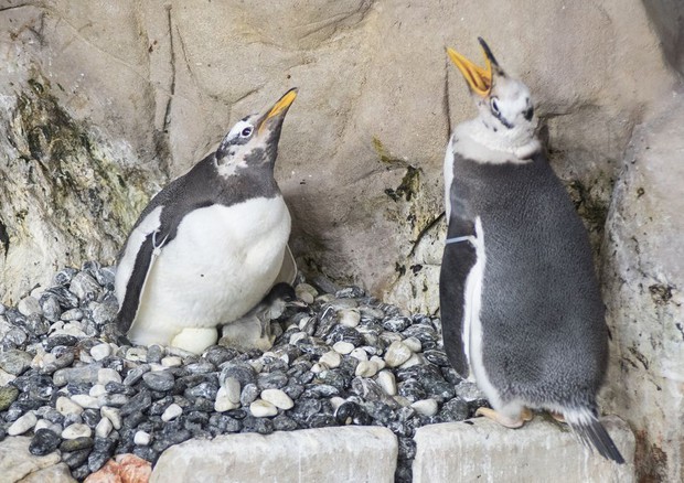 A Genova primo pulcino Pinguino Papua © ANSA
