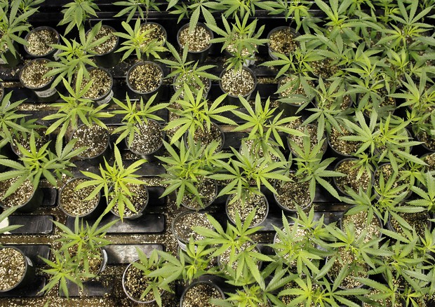 Giulia Grillo, presto i  privati per aumento produzione cannabis © AP