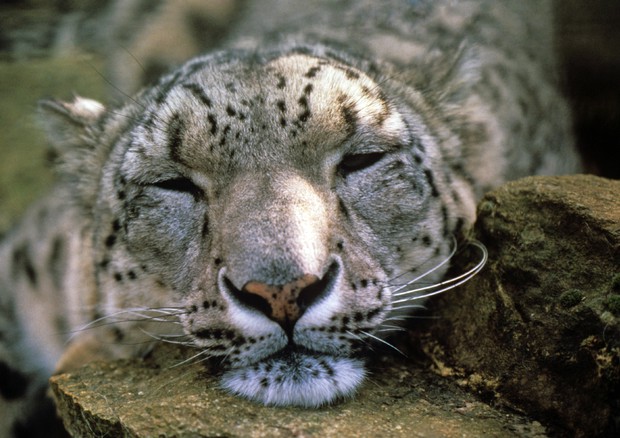 Leopardo delle nevi (Wwf) © Ansa