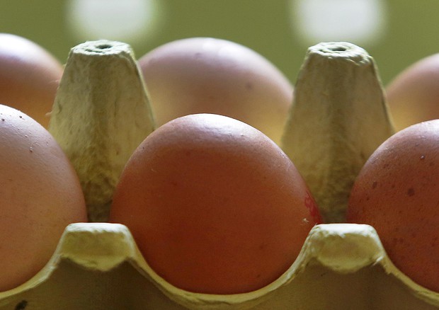 Uova contaminate, blocco in alcuni allevamenti E-R e sequestro © AP