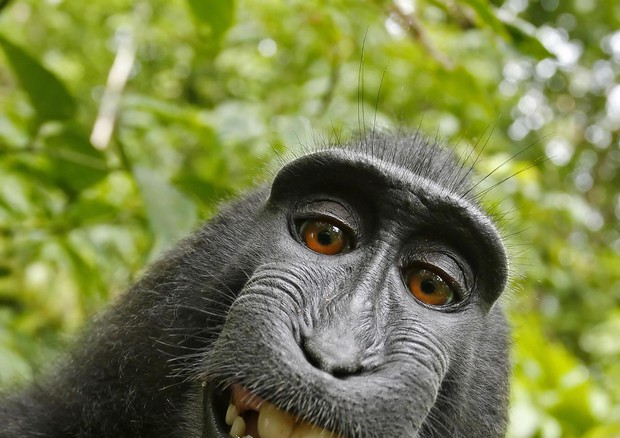 Selfie del macaco © AP