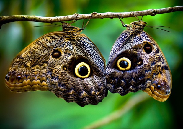 Le ali di farfalla capolavoro di un gene 'pittore' - Biotech - ANSA.it