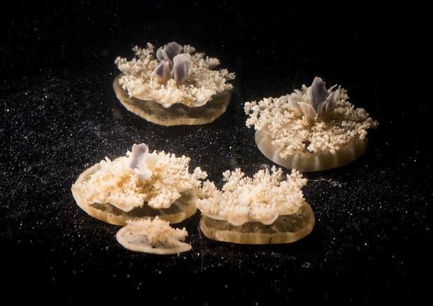 Le meduse Cassiopea sono i primi animali senza cervello sorpresi a dormire (fonte: Caltech) © Ansa