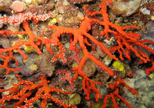Miliardi di residui di plastica fanno ammalare i coralli © ANSA