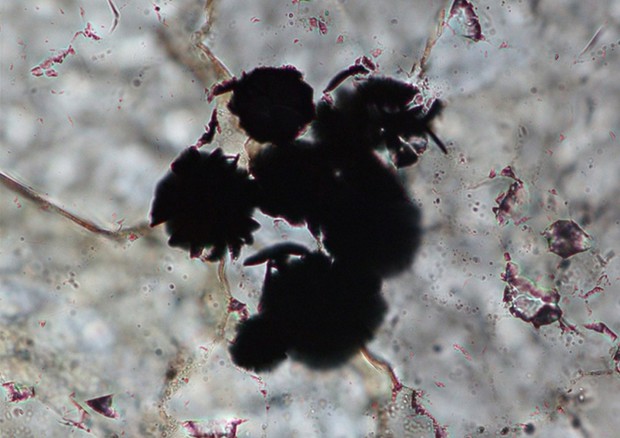 L’immagine al microscopio mostra i grani scuri di grafene che potrebbero essere la spia di antiche forme di vita (fonte: Komiya et al. , Nature) © Ansa