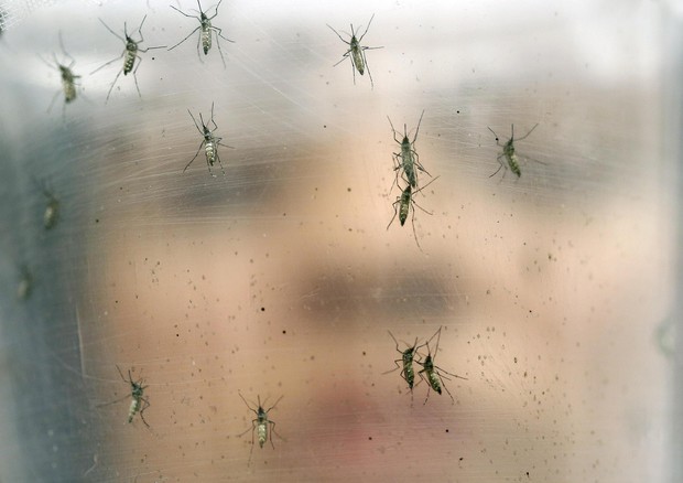 Chikungunya: 86 casi in tutto, 10 nuovi nel Lazio © AP