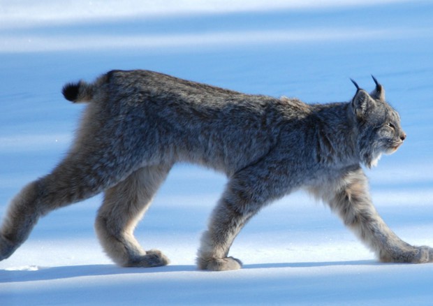 Lince canadese (Foto Keith Williams - CC BY 2.0) © ANSA