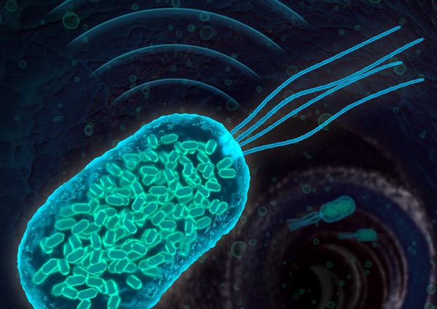 Rappresentazione grafica del batterio capace di viaggiare nell'organismo, geneticamente modificato in modo da essere seguito con il sonar (fonte: Barth van Rossum for Caltech) © Ansa