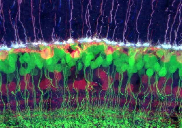 Neuroni della retina (fonte: Rachel Wong, University of Washington) © Ansa