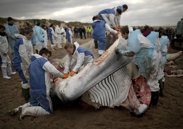 Belgio:si spiaggia balena di 18 metri, primo caso da 21 anni © AP
