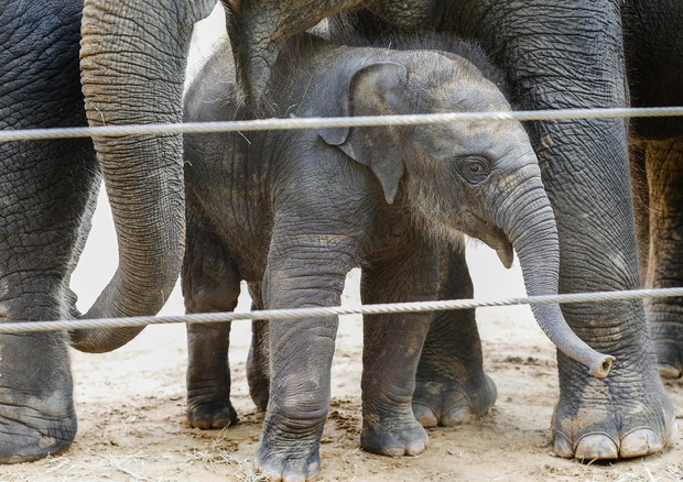 Sempre più elefanti senza zanne, forse effetto bracconaggio © AP