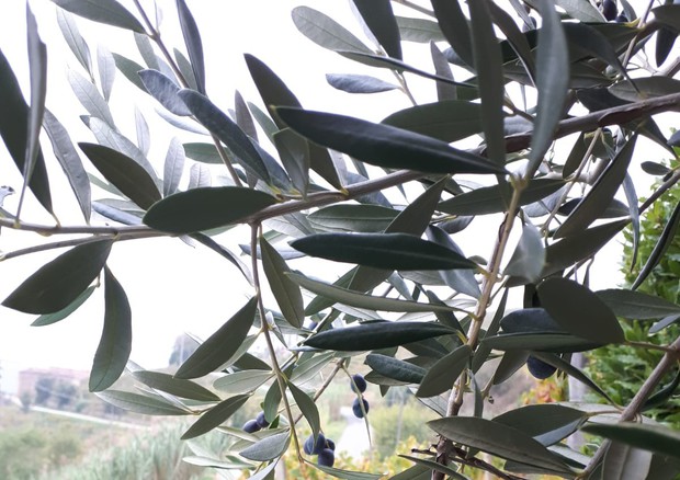 Sequenziato il genoma dell'olivo © ANSA