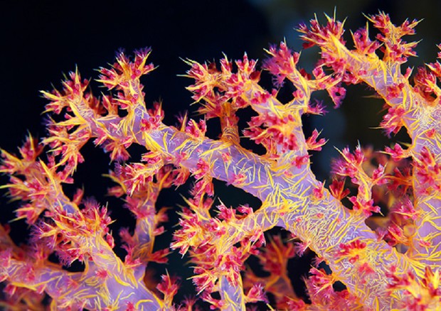Colonia di coralli della specie Dendronephthya. A differenza di altree specie, non si assemblano in strutture rigide (fonte: Alexander Semenov) © Ansa