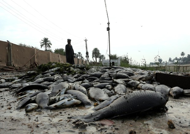 Oms, inquinamento Eufrate in Iraq causa la morte dei pesci © EPA