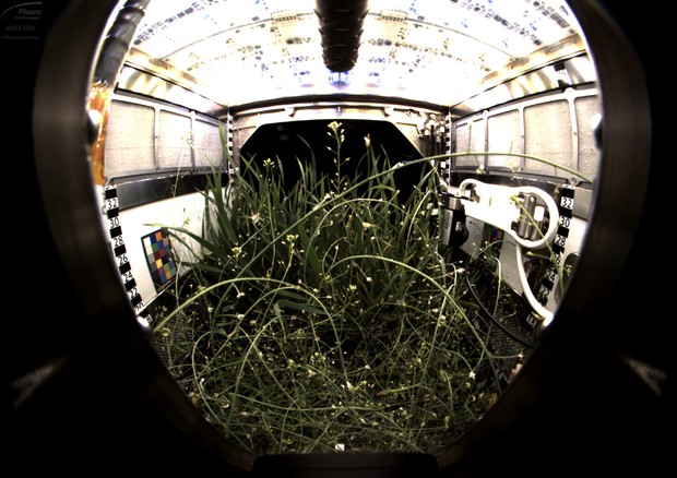 Piante di frumento nano e di Arabidopsis coltivate a bordo della Stazione Spaziale (fonte:  Bryan Onate) © Ansa