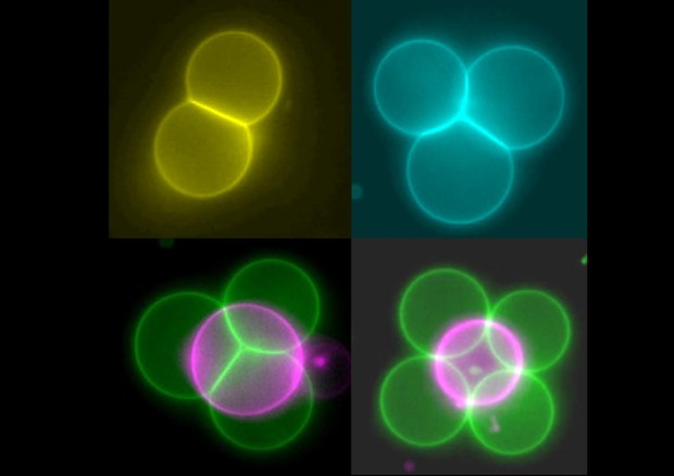 Cellule artificiali in falsi colori, organizzate in strutture di tipo diverso (fonte: Imperial College London) © Ansa