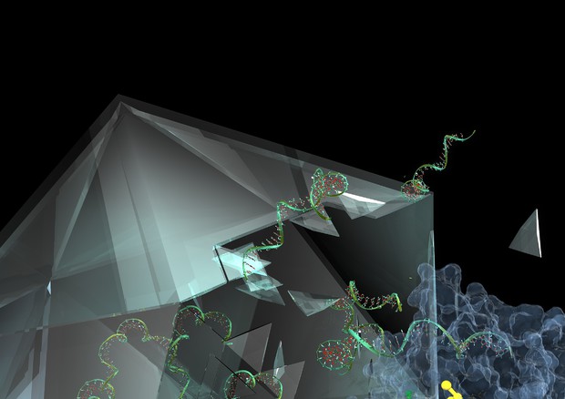 Rappresentazione grafica della molecola IMP-1088 (in giallo) mentre blocca la proteina NMT (in blu), che il virus del raffreddore utilizza per invadere le cellule umane proteggendo il suo materiale genetico (in verde) (fonte: Imperial College London) Â© Ansa