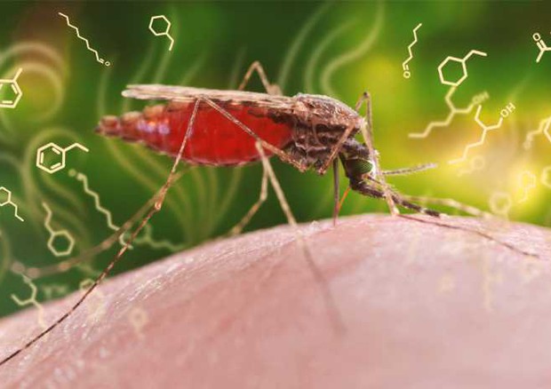Il parassita della malaria altera l'odore delle persone infettate, rendendolo più attraente per la zanzara Anofele, vettore della malattia (ETH Zurich / CDC, James Gathany) © Ansa