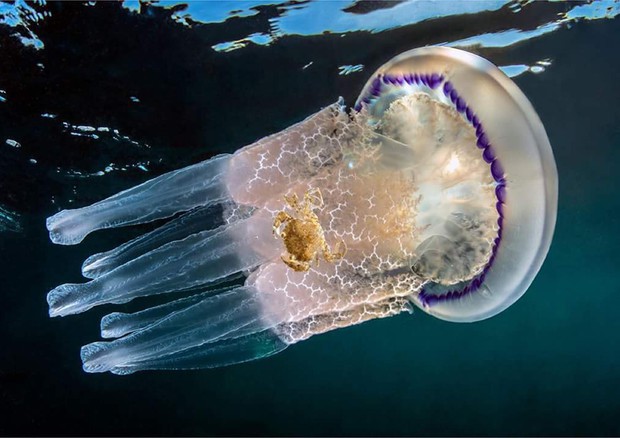 Meduse - Rhizostoma pulmo - foto di Mimmo Roscigno - Golfo di Napoli © ANSA
