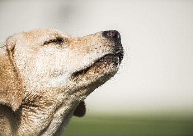 L'olfatto dei cani per scovare i tumori ai polmone, parte ricerca © Ansa