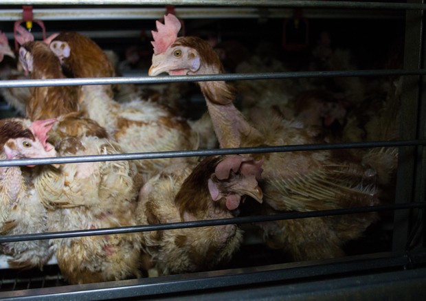 Alimentare: produttori a Ue, basta gabbie galline ovaiole - Istituzioni e  UE 