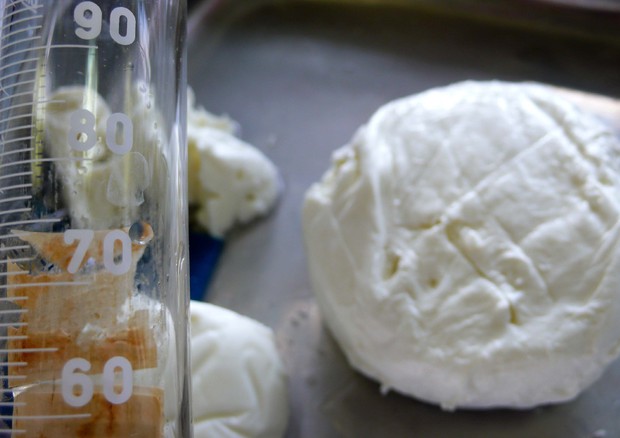 Cnr, test smaschera latte straniero in mozzarella di bufala © ANSA