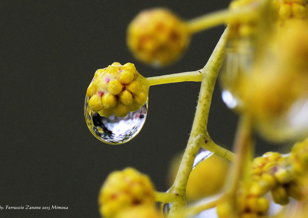Scoperto il primo messaggero molecolare che mette le piante in comunicazione con i loro germogli (fonte: Ferruccio Zanone, Flickr) © Ansa