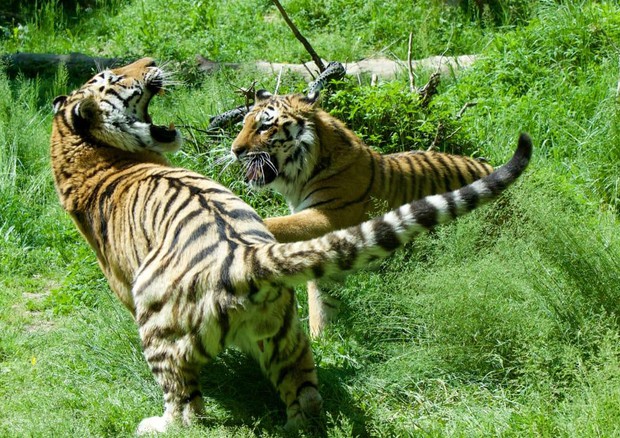 Amka e Luva, le due tigri del Parco Natura Viva © Ansa
