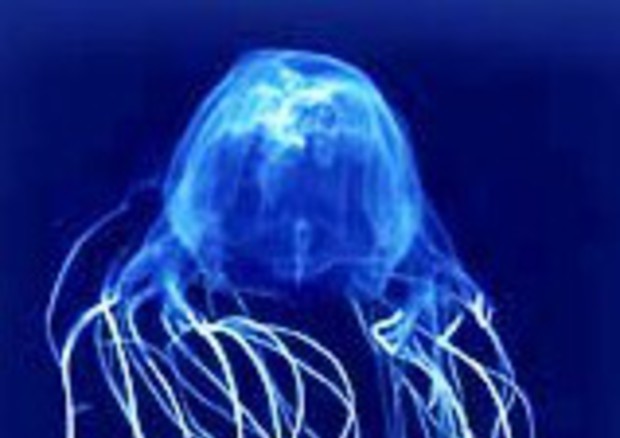 La vespa di Mare, la medusa che uccide in un minuto © Ansa