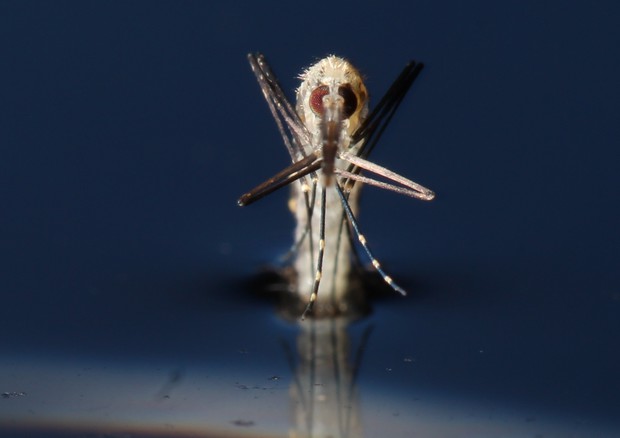 Una femmina di zanzara Anopjeles gambiae che ha appena raggiunto l'età adulta (fonte: A. Crisanti, Imperial College London) © Ansa