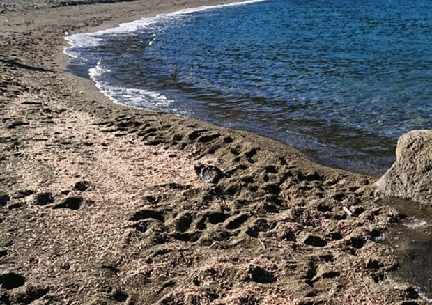 Migliaia gamberetti su spiaggia Ischia, 'vietato mangiarli' © ANSA
