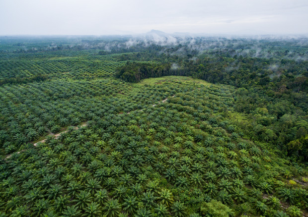 Una piantagione di palme nel West Kalimantan, Borneo (fonte: Flickr) © Ansa