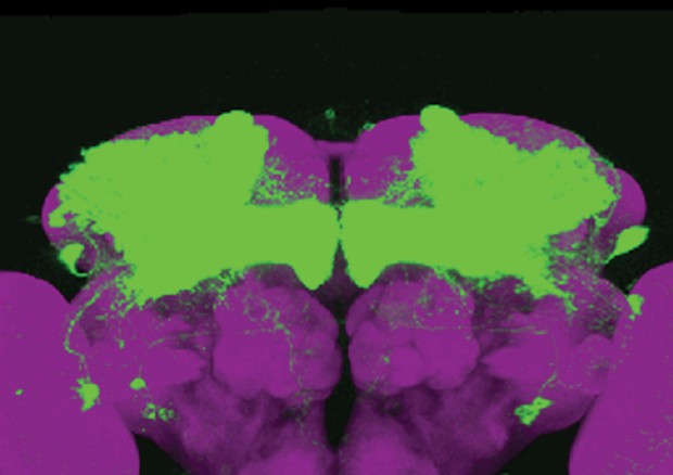 In verde l'area del cervello di un moscerino della frutta nella quale è attivo il gene nemuri (fonte: The University of Pennsylvania) © Ansa