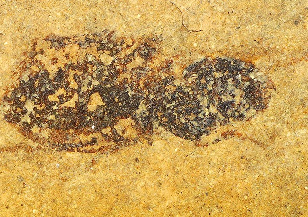 Fossile di Praedodromeus sangiorgiensis trovato sul Monte San Giorgio (fonte: Montagna M. et al., Proc. R. Soc. B 2019) © Ansa