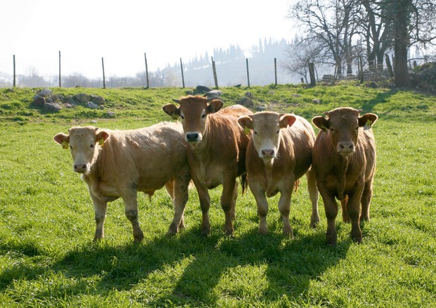 Carne di vitello a tavola, parte in Italia la campagna Ue. Realizzata da Assocarni per informare i consumatori © Ansa