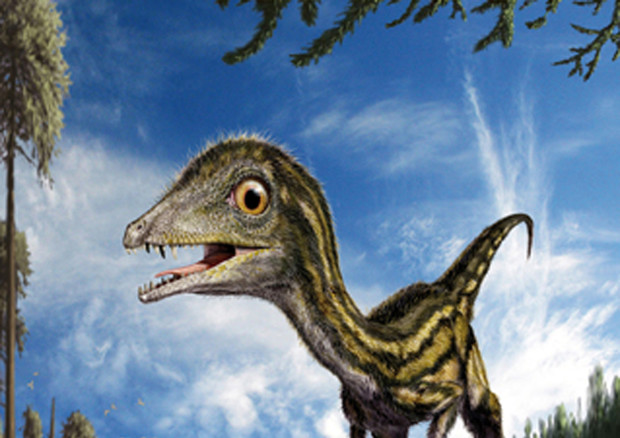 Il baby dinosauro Ciro potrebbe avere dei fratelli (Museo di Storia Naturale di Milano) © ANSA