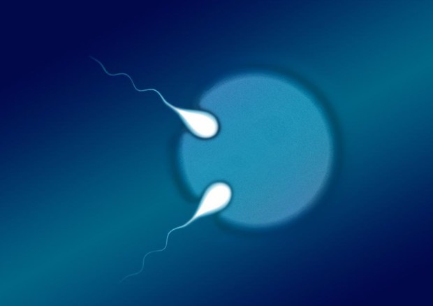 Rappresentazione grafica di un ovocita fecondato da due spermatozoi (fonte: QUT) © Ansa