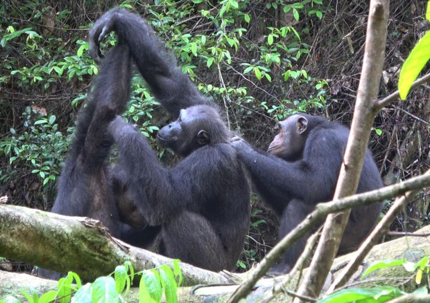 Scimpanzé nel parco nazionale Loango, nel Gabon (fonte: Tobias Deschner/Loango Chimpanzee Project) © Ansa
