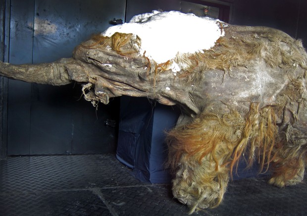 I resti del mammut Yuka (fonte: Cyclonaut, Wikipedia) © Ansa