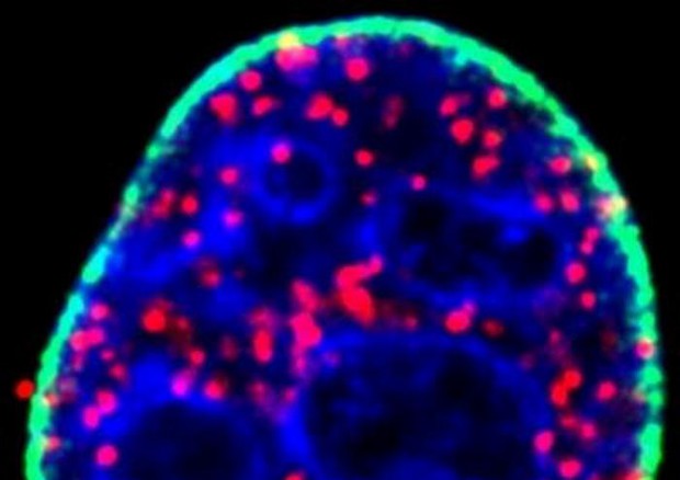 In rosso il complesso la proteina p53 con il messaggero PIP2, in blu il Dna e in verde la membrana del nucleo delle cellule (fonte: Richard A. Anderson/UW-Madison) © Ansa