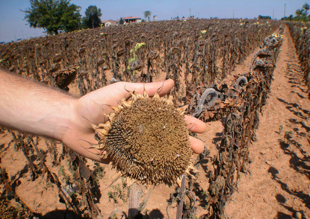 Clima: con siccità nei campi orticoltura si fa in dryfarming © ANSA
