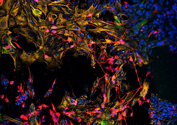 Le staminali dell'olfatto si differenziano in neuroni e cellule di supporto (fonte: Jim Schwob/Tufts University in Stem Cell Reports) © Ansa